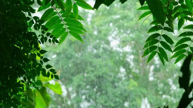 Rain drops fall on the green leaves in the mixed forest. green deciduous tree The rich natural ecosystem of the rainforest concept is all about conservation and natural reforestation.	