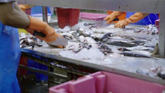Factory worker filleting fresh fish at a seafood processing plant