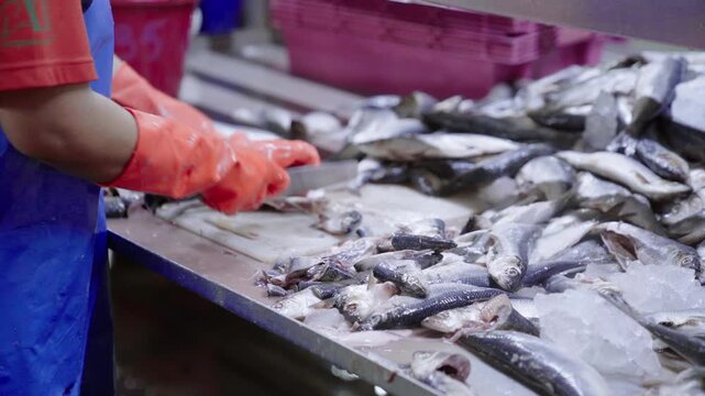 Factory worker filleting fresh fish at a seafood processing plant