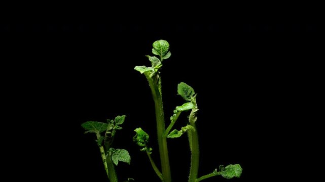 Growing plants time-lapse on dark fertile soil, symbol of business growth and success.