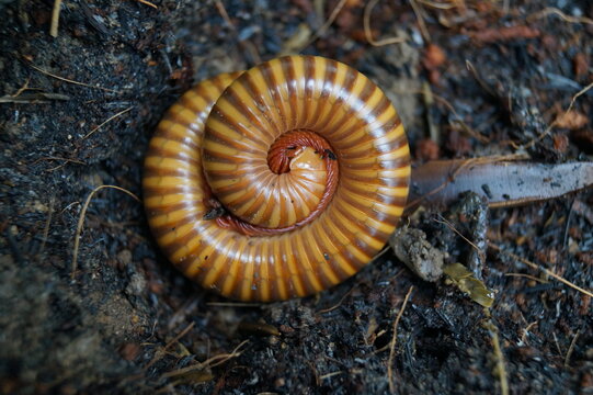 close up of a millipede