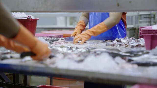 Factory worker filleting fresh fish at a seafood processing plant