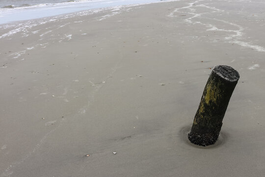 Folly Beach, South Carolina, Atlantic Ocean, driftwood and dead trees on the beach, gray sky, overcast, haze.