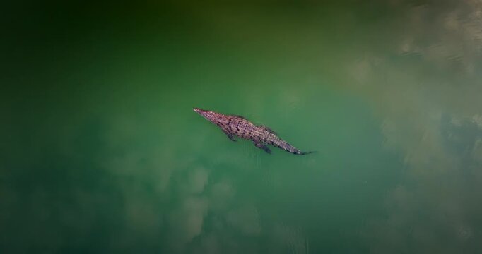 Top down aerial over cayman crocodile propelling itself in river using tail