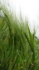 Fototapeta premium Green wheat Spikes, wheat field, close up, photo