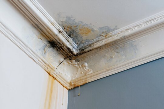 Water damage stains and black mold spreading on a ceiling corner with ornate crown molding for home insurance and leak detection concepts