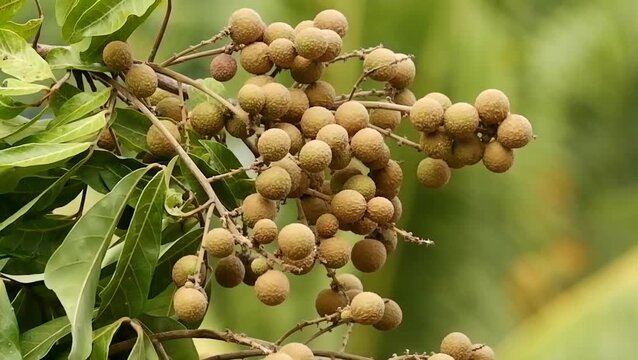 Bunch of fresh longan fruit hanging on a tree branch