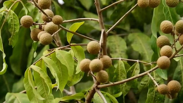 Bunch of fresh longan fruits growing on tree branch