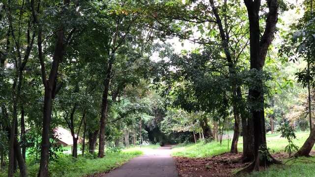 Empty paved path leads through a shaded tropical woodland, ideal for travel, recreation, wellness, mobility, tourism, and environmental video projects