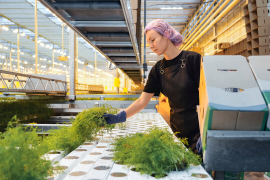Worker in gloves harvests vibrant green dill from a hydroponic system in an indoor greenhouse at a food facility