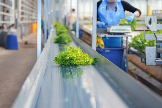Rows of crisp green lettuce travel smoothly along a stainless steel conveyor belt inside a large, high-tech indoor farm. This automated process ensures fresh produce delivery