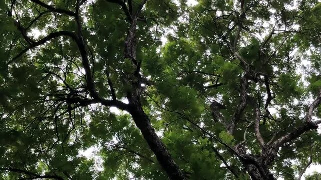 Upward view of interlaced branches and dense green foliage forming a natural ceiling, ideal for ecology, shade, climate, wellness, travel, and environmental footage.