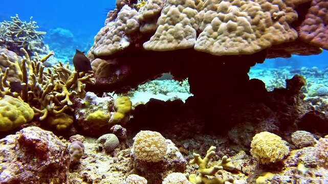 View of a vibrant coral reef ecosystem featuring diverse coral formations and sandy seabed in the Philippines.