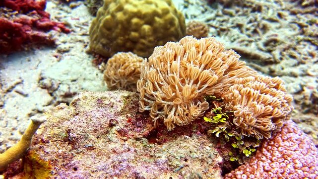 View of a vibrant coral reef featuring diverse textures and colorful marine life under the sea in the Philippines.