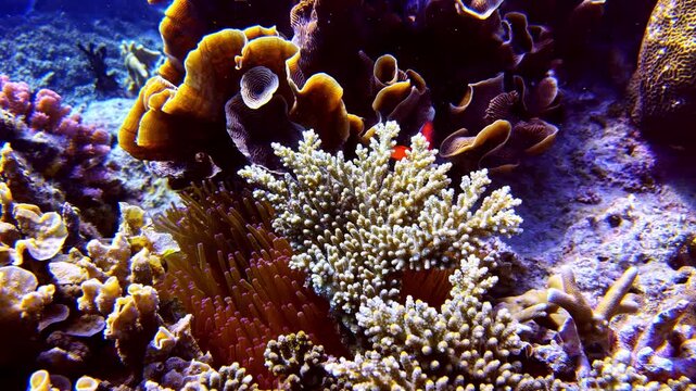 View of a diverse and colorful coral reef ecosystem teeming with marine life beneath the clear ocean waters of the Philippines.