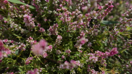 Obraz premium Winter heath, or Erica Carnea flowers, close up