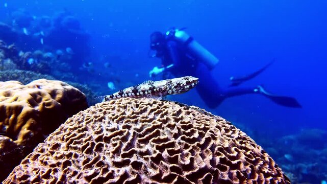 View of a scuba diver exploring a vibrant coral reef with a lizardfish resting on a brain coral in the Philippines.