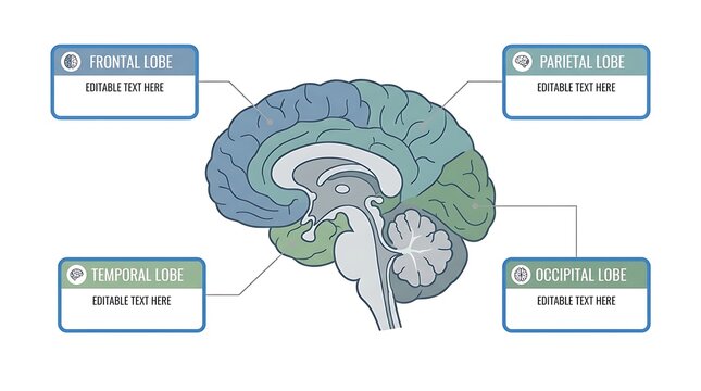 Detailed labeled diagram of human brain anatomy with cerebral hemispheres