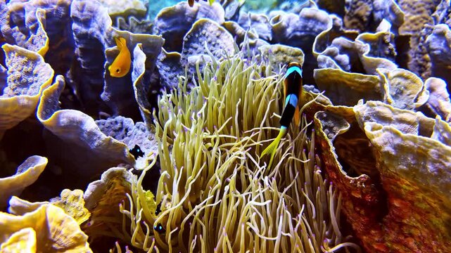 View of a vibrant clownfish swimming among the tentacles of a sea anemone surrounded by colorful coral reef structures in the Philippines.
