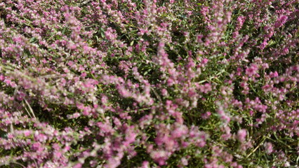 Obraz premium Winter heath, or Erica Carnea flowers, close up