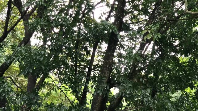 Forked tree trunks and dense dark foliage are outlined by soft daylight in a tropical park, suitable for forestry, ecology, shade, texture, wellness, and environmental footage.