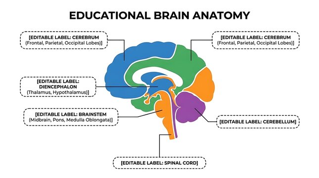 Educational human brain anatomy diagram with labeled regions and color-coded