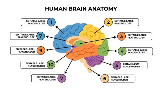 Human brain anatomy educational diagram with labeled regions and brain functions