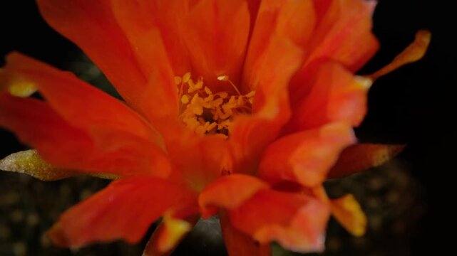 Cactus flower opening time-lapse, isolated on clean background.