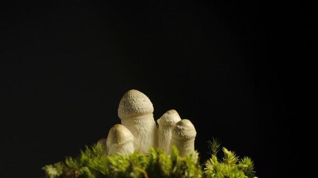 Macro time-lapse of wild mushrooms emerging from the forest floor and moss.