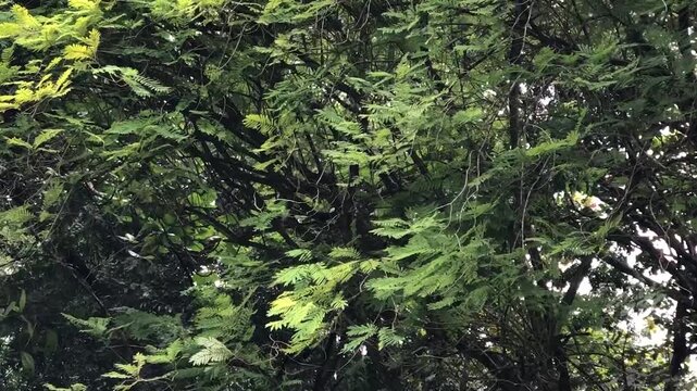 Close footage of interlaced branches and delicate green leaves beneath a shaded canopy, suited for forest texture, ecology, organic design, relaxation, and environmental storytelling.