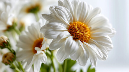 Fototapeta premium Close-up of fresh white daisy flowers blooming in soft natural daylight