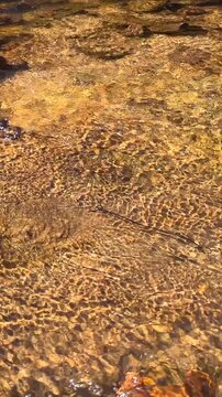 Clear Water Rippling Over Golden Rocks in a Shallow Creek