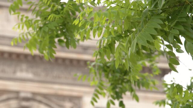 Arc de Triomphe Monument Viewed Through Green Tree Leaves in Paris