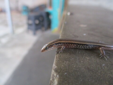 lizard on a wooden table