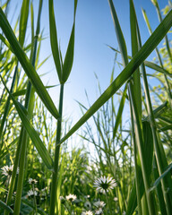 Fototapeta premium Tall green grass blue sky wildflower sunlight nature outdoor summer fresh growth field. Tall green grass and wildflowers blue sky with sunlight