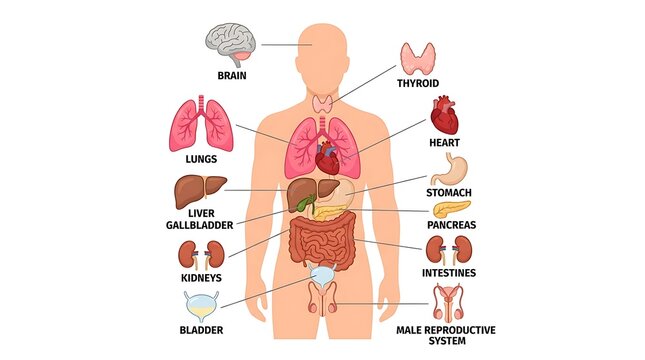 Complete human body anatomy chart showing major internal organs and systems
