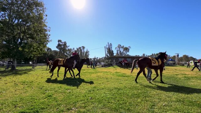 Jockeys Riding Thoroughbred Horses in Mounting Yard at Country Racecourse