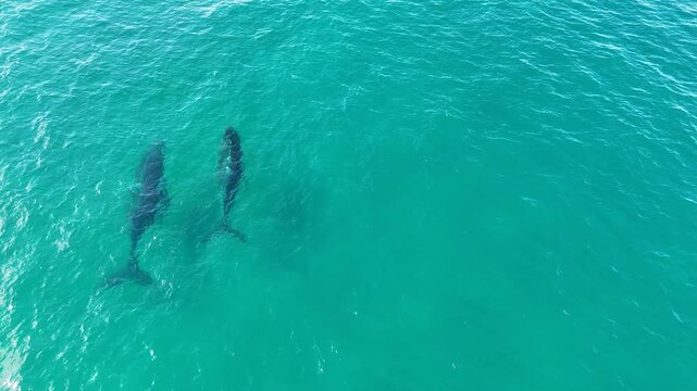 Aerial View of Humpback Whales Swimming in Surfers Paradise