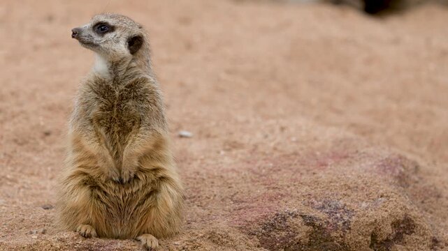 Alert Meerkat Standing Sentinel on Sandy Ground