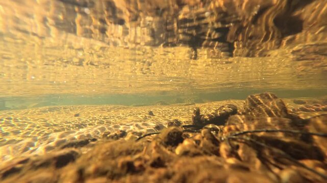 Underwater View of Golden Sun Rays in a Freshwater Stream