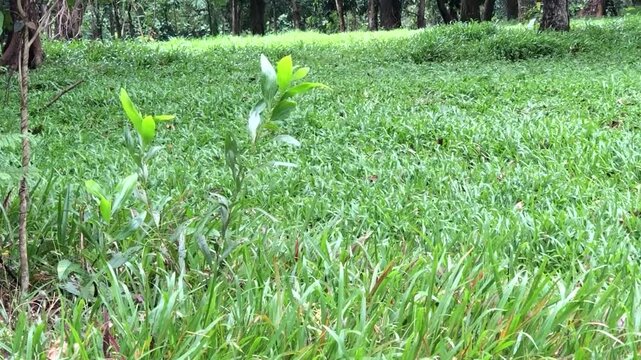 Young tree shoots emerging through dense grass on a shaded forest floor, suitable for regeneration, rewilding, ecology, conservation, growth, habitat, and sustainability visuals.