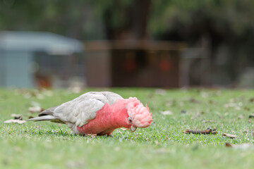 Wild female Galah cockatoo searching for food on the green grass with pale pink head crest in Australia © Tove Liv