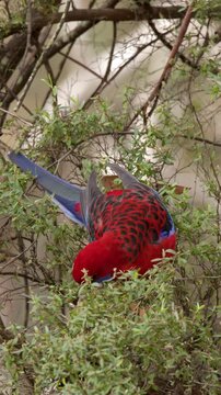 Crimson Rosella Parrot Foraging in Green Bush