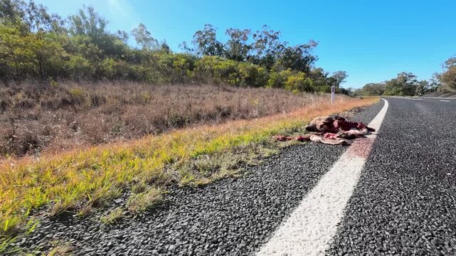 Dead Animal Carcass on Rural Australian Highway Roadside