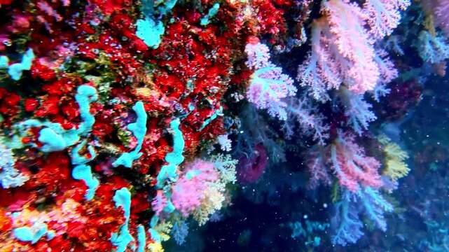 View of a vibrant coral reef teeming with diverse colorful coral formations and marine life beneath the clear blue waters of the Philippines.