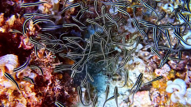 View of a school of striped eel catfish swimming in a dense group over a colorful coral reef in the Philippines.