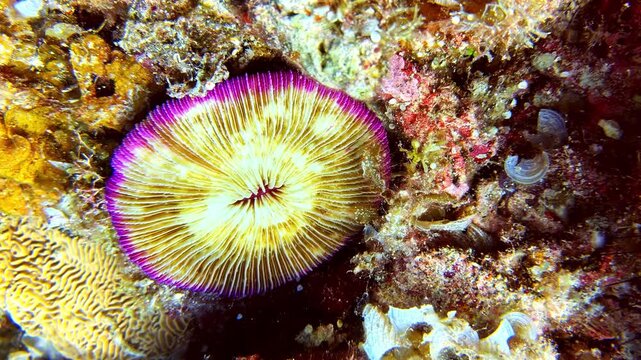 View of a vibrant mushroom coral with intricate textures and purple edges attached to a rocky reef in the Philippines.