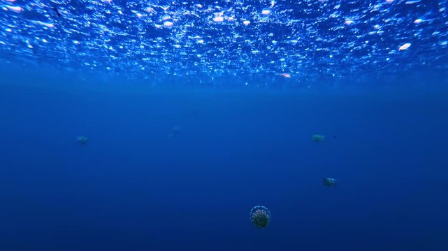 View of a vibrant spotted jellyfish swimming through the deep green waters of the ocean in the Philippines.