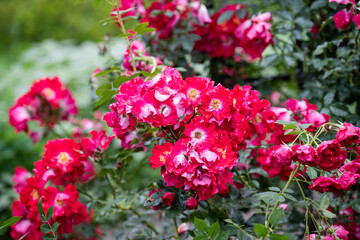 Obraz premium Red dortmund rose flower cluster with water drops blooming on branch with copy space after rain in public garden in Russia