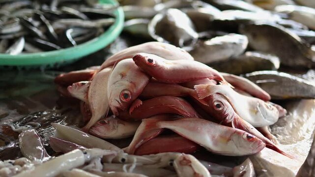 Fresh red sea fish pile displayed for sale at Vinh Hai market in Nha Trang, Vietnam. Close up view of raw small snapper or bigeye fish at traditional Asian seafood wet market, local food concept.